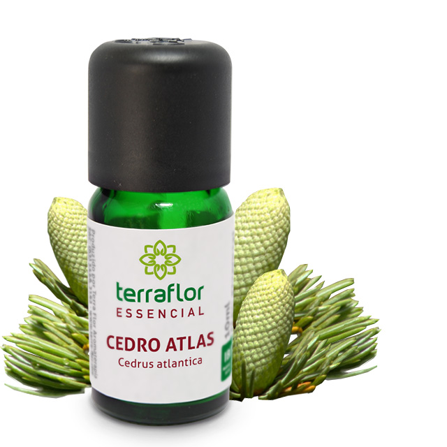 Cedro atlas