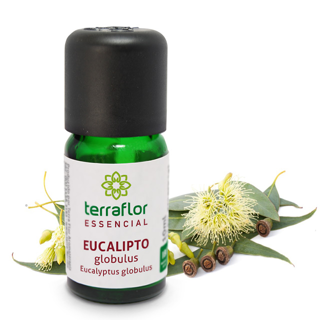 EUCALIPTO GLOBULUS